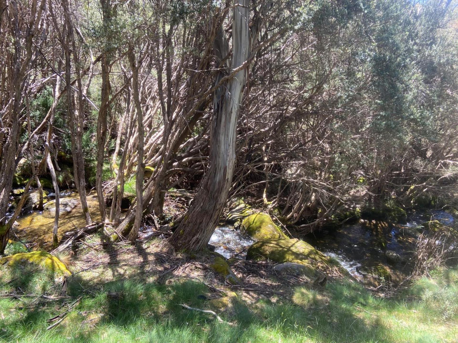Ramshead Creek 3 - Thredbo Leilighet Eksteriør bilde